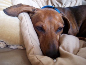 Kasha (Dachshund)