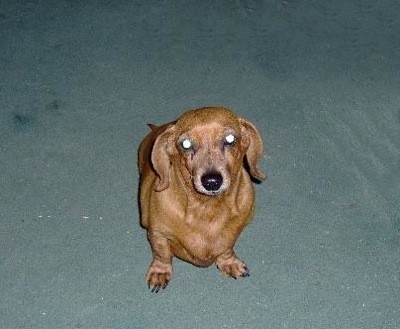 Pixie (Mini Dachshund)