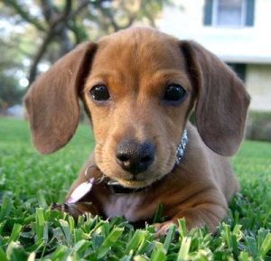 Sasha (Mini Dachshund)