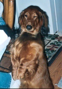 Standard Dachshund