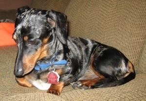 Lenard (Miniature Dachshund)
