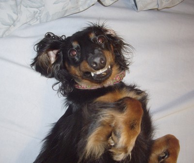 Angel (Mini Dachshund)