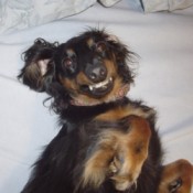 Angel (Mini Dachshund)