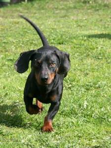 Dachshund Breed Information