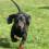 Dachshund Breed Information