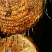 Getting Pine Sap Off Hands