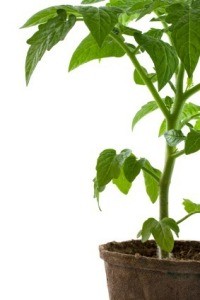 Tomato Plants Not Producing Fruit