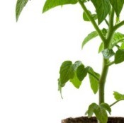 Tomato Plants Not Producing Fruit