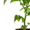 Tomato Plants Not Producing Fruit
