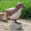 A wood carving of a Wester Sandpiper