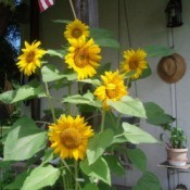 Sunflowers