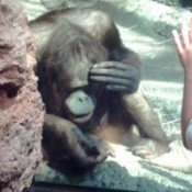 Orangutang with hand to face.