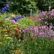 Perennial Flowers in Yard