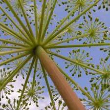 Angelica From Below