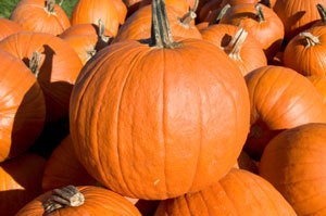 Harvested Pumpkins