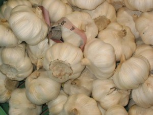 Using Garlic to Prevent Fleas