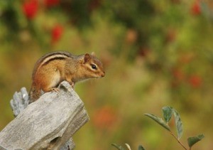 Chipmunks Eating My Tomatoes