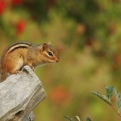 Chipmunks Eating My Tomatoes