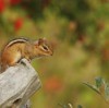 Chipmunks Eating My Tomatoes
