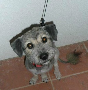Dachshund and Schnauzer Mix