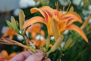 Deadheading lillies.