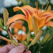 Deadheading lillies.