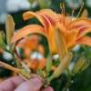 Deadheading lillies.