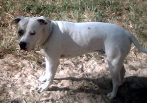 American Staffordshire