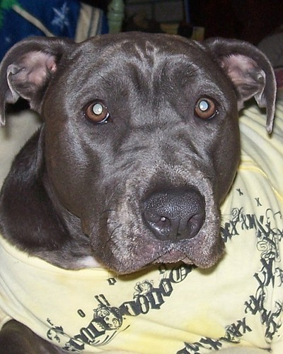 American Staffordshire Terrier