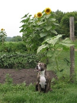 Staffordshire Terrier