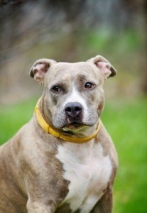American Staffordshire Terrier