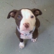 Staffordshire Bull Terrier