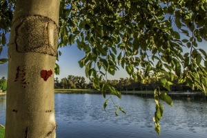 Closeup of a section of the tree's trunk with a red heart painted on it.