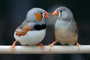 Two birds on perch.