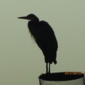 Silhouette of heron on chimney cap.