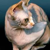 Sphynx cat.