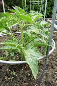 Tomato With Cage Supporting It