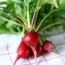 Bunch of radishes on towel.