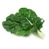 Swiss Chard Leaves