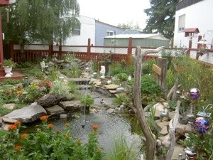 Backyard Pond