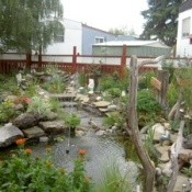 Backyard Pond