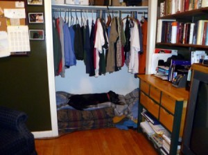 Lab lying on dog bed in closet.