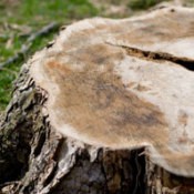 Stump Waiting for Removal