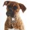 Photo of Boxer.