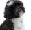 Black and white Portuguese Water Dog.