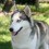 Husky in the grass.