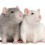 Two young rats, one light grey and one white.