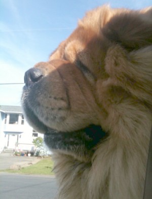 Rocco (Chow Chow)