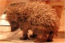 Small spiney animal.