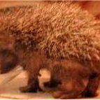Small spiney animal.